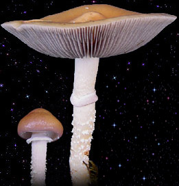  Stropharia hornemannii 