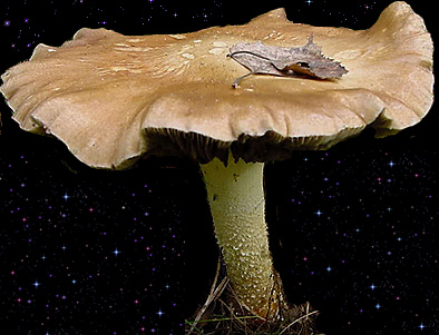  Stropharia hornemannii, old  