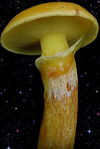  Suillus grevillei 
