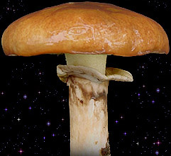  Suillus luteus 