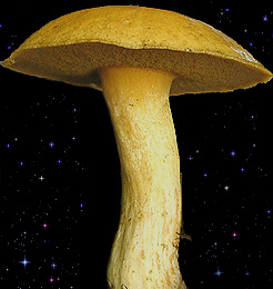 Suillus variegatus 