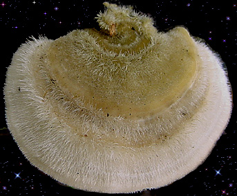  Trametes hirsuta 