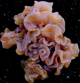  Tremella foliacea 