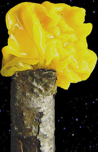  Trementella mesenterica 