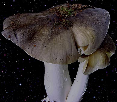  Tricholoma portentosum 