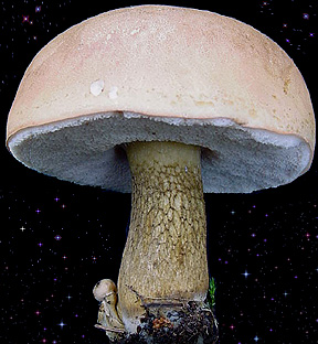  Tylopilus felleus 