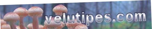  www.velutipes.com 