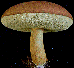  Xerocomus badius 