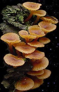  Xeromphalina campanella 