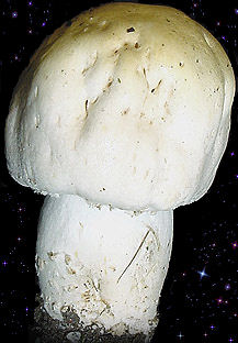  Agaricus arvensis 