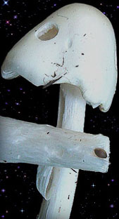  Amanita virosa 