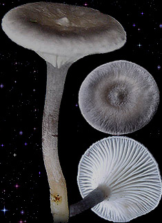  Cantharellula umbonata 