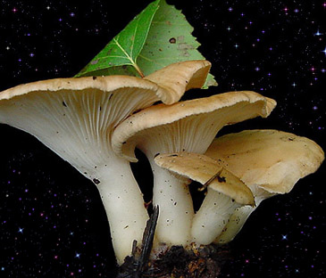  Clitocybe gibba 