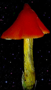  Hygrocybe conica 