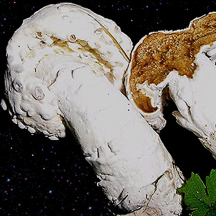  Hypomyces chrysospermus 