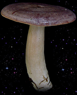  Lactarius trivialis 