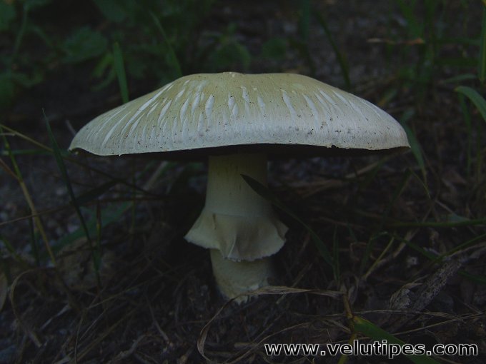 Agaricus arvensis
