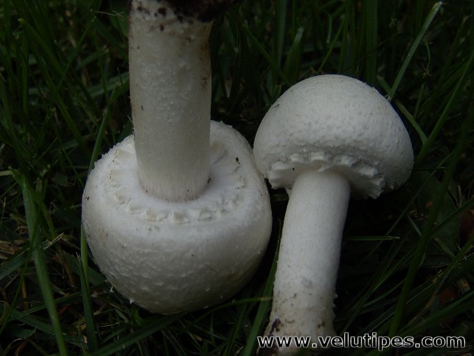 Agaricus arvensis