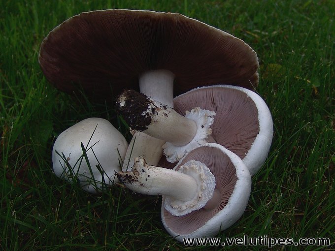 Agaricus arvensis