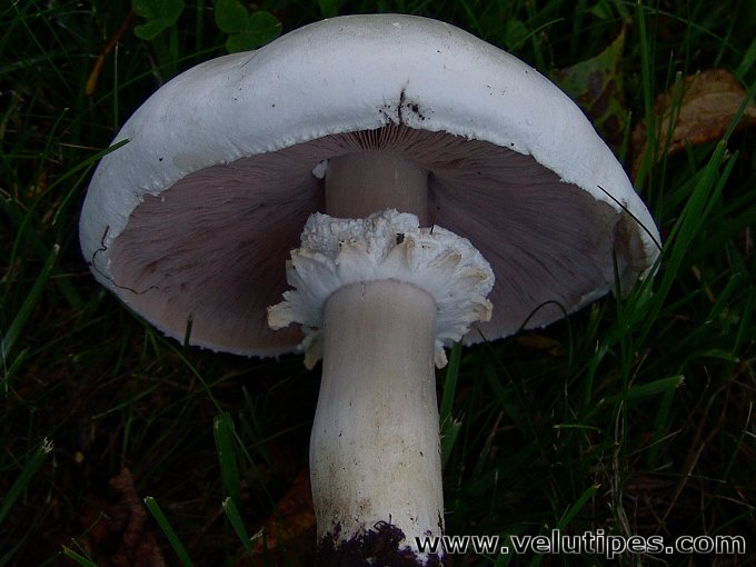 Agaricus arvensis