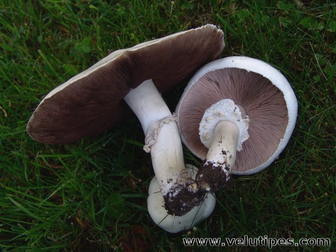 Agaricus arvensis