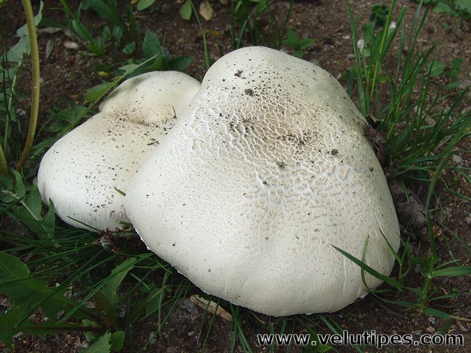 Agaricus arvensis