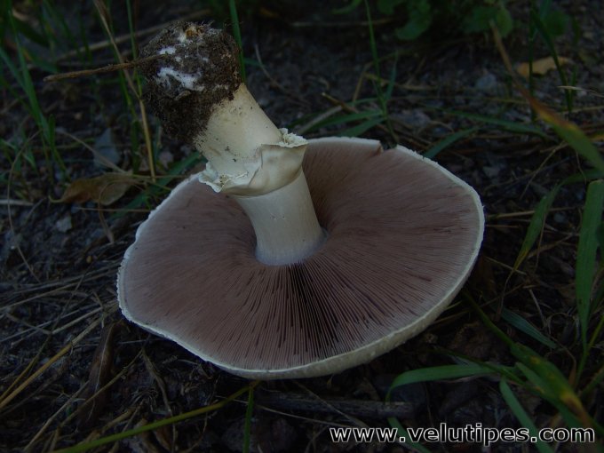 Agaricus arvensis