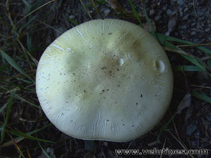 Agaricus arvensis
