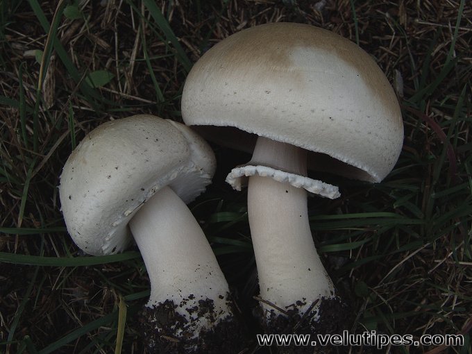 Agaricus arvensis