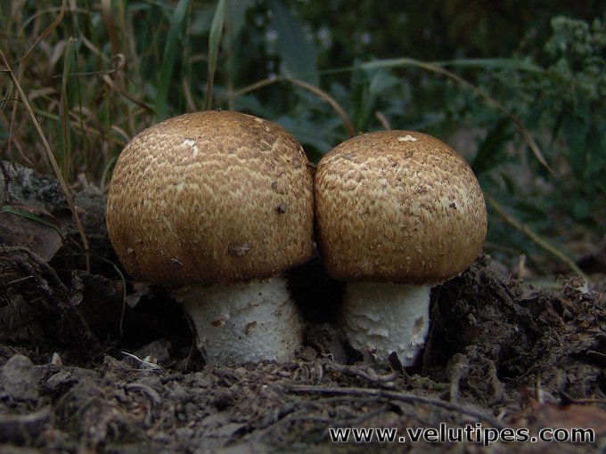 Agaricus augustus