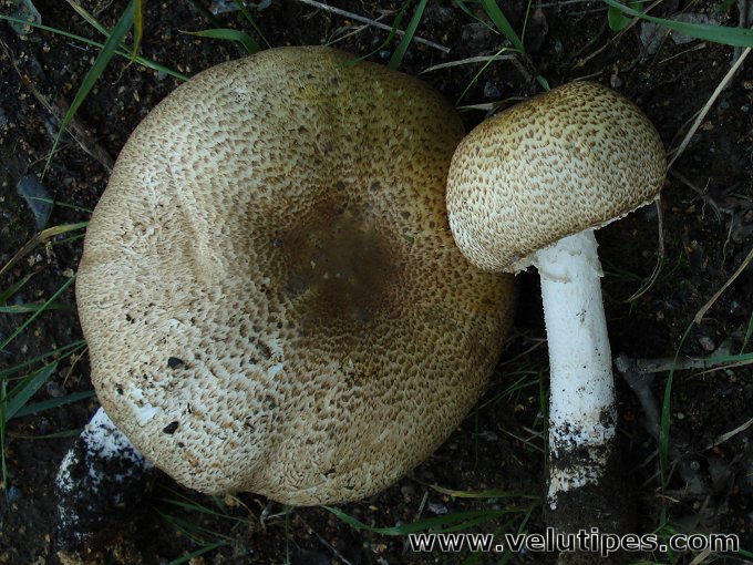Agaricus augustus