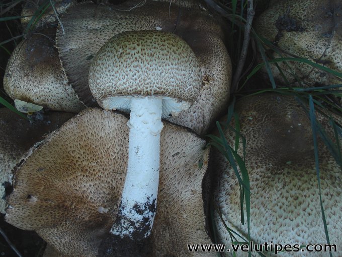 Agaricus augustus