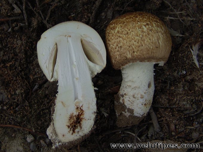 Agaricus augustus