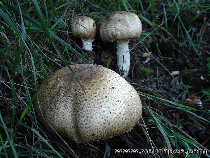Agaricus augustus