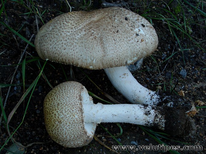 Agaricus augustus
