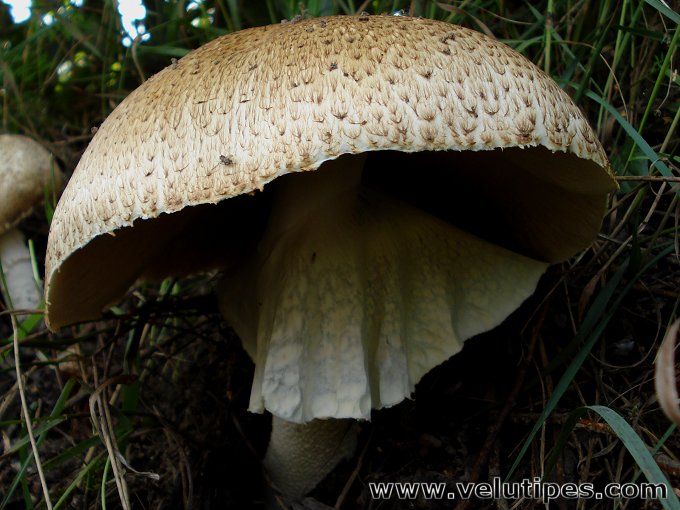 Agaricus augustus