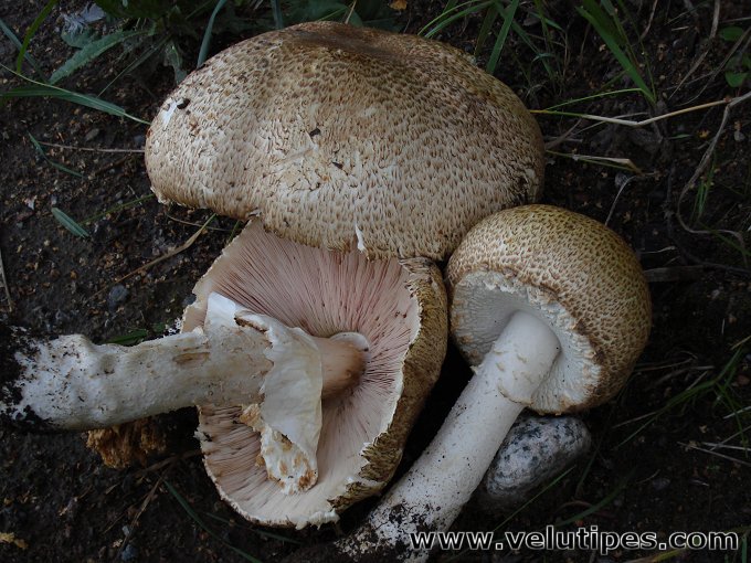 Agaricus augustus