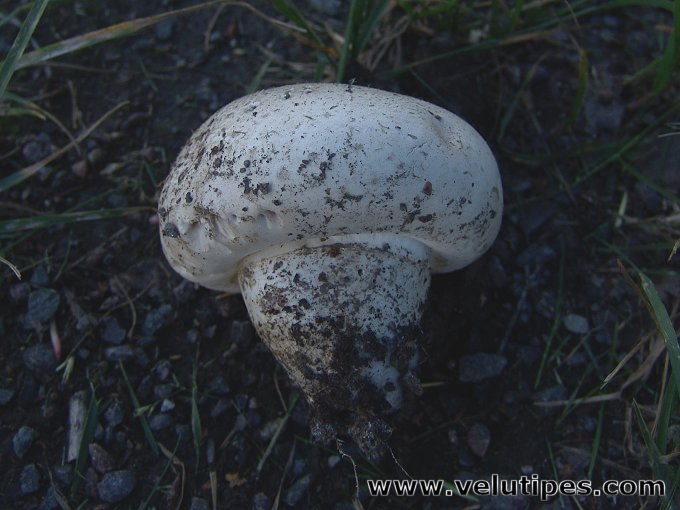 Agaricus bernardii var. maleolens