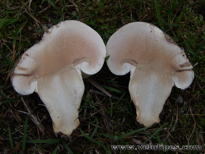 Agaricus bernardii var. maleolens