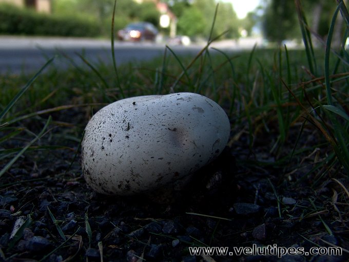 Agaricus bernardii var. maleolens