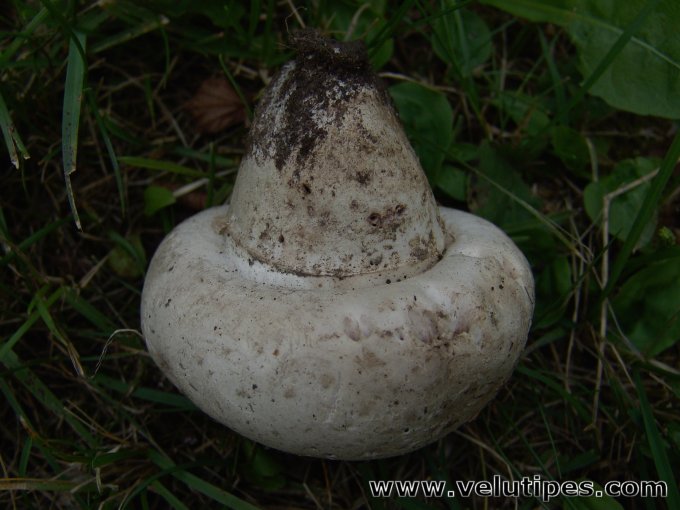 Agaricus bernardii var. maleolens