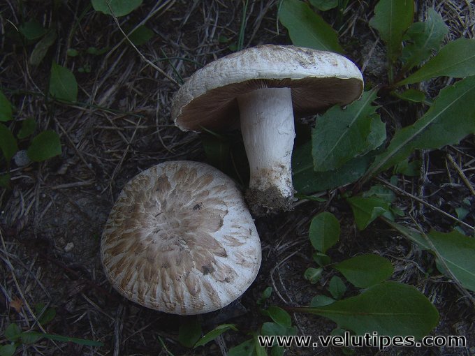 Agaricus campestris var. squamulosus