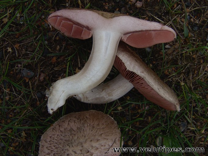 Agaricus campestris var. squamulosus