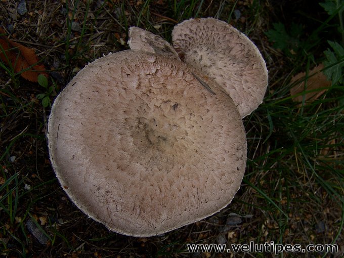 Agaricus campestris var. squamulosus