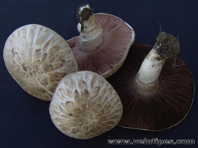 Agaricus campestris var. squamulosus