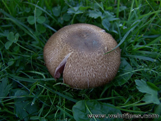 Agaricus langei