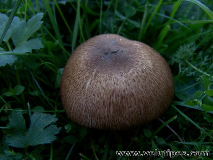 Agaricus langei