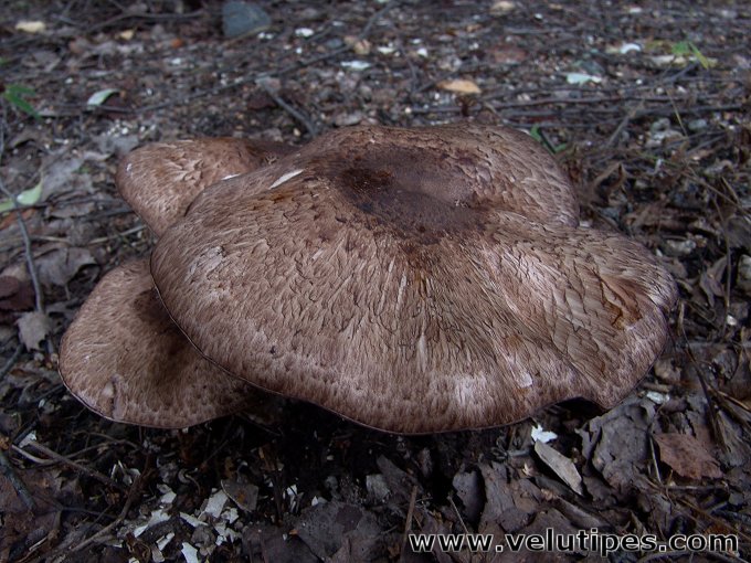 Agaricus langei