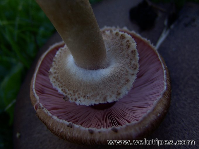 Agaricus langei
