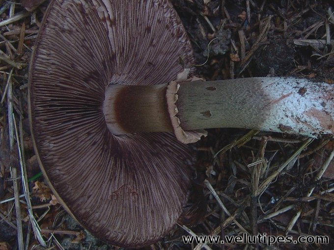 Agaricus sylvaticus